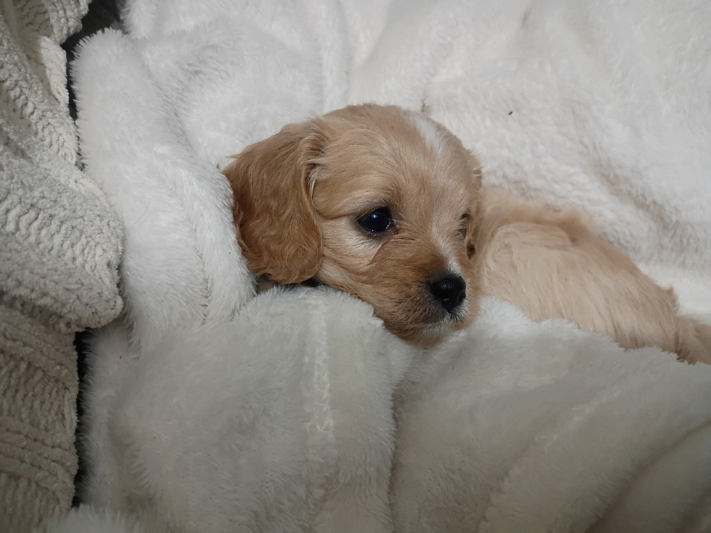 Bella peeking up from a soft white blanket