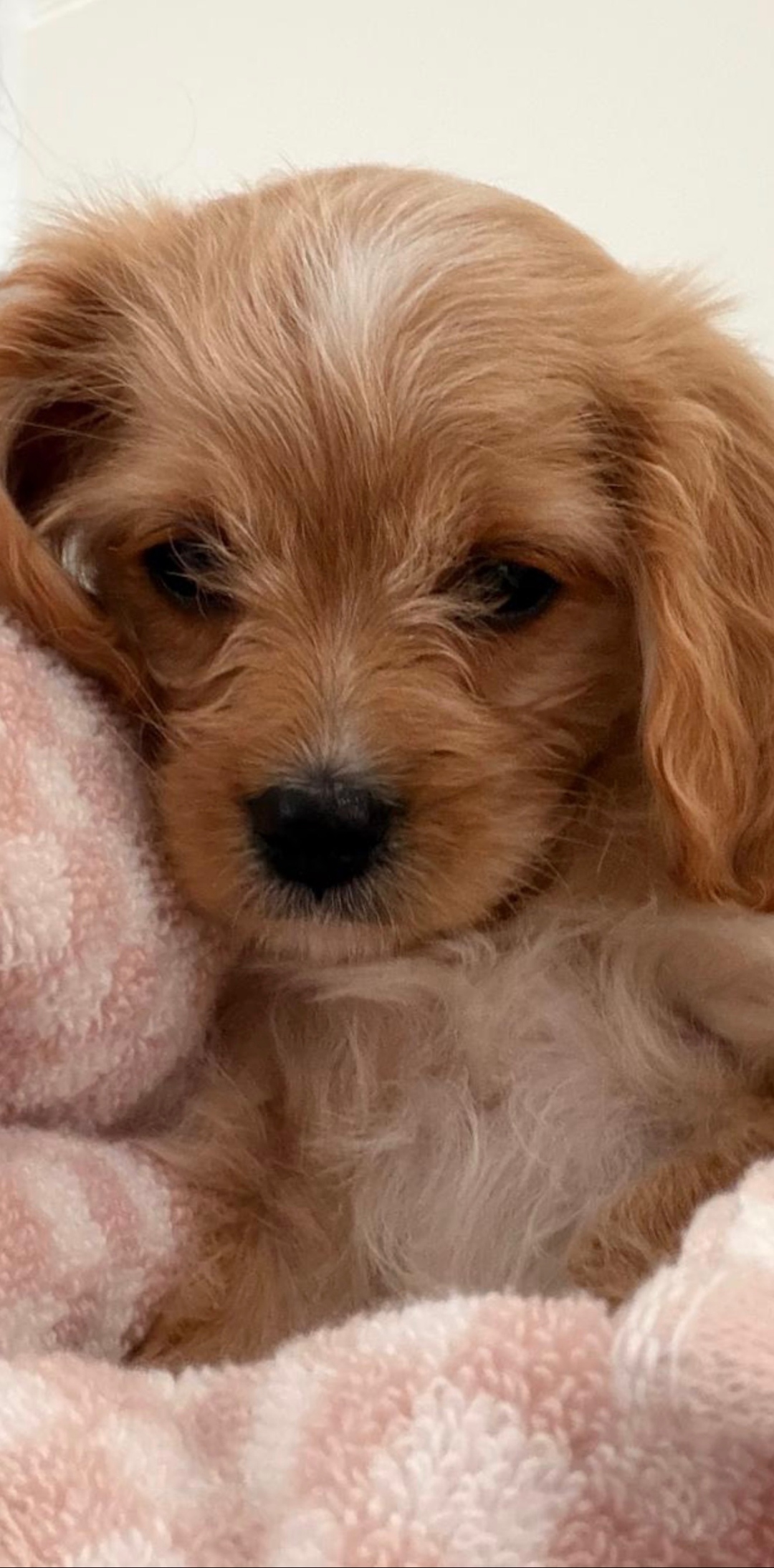Bella's close-up face on a pink blanket