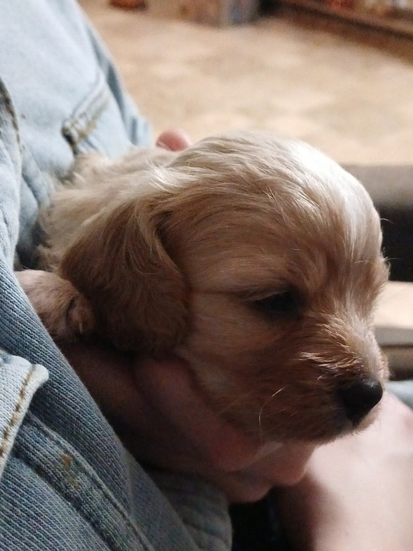 Tiny Bella cradled in hands