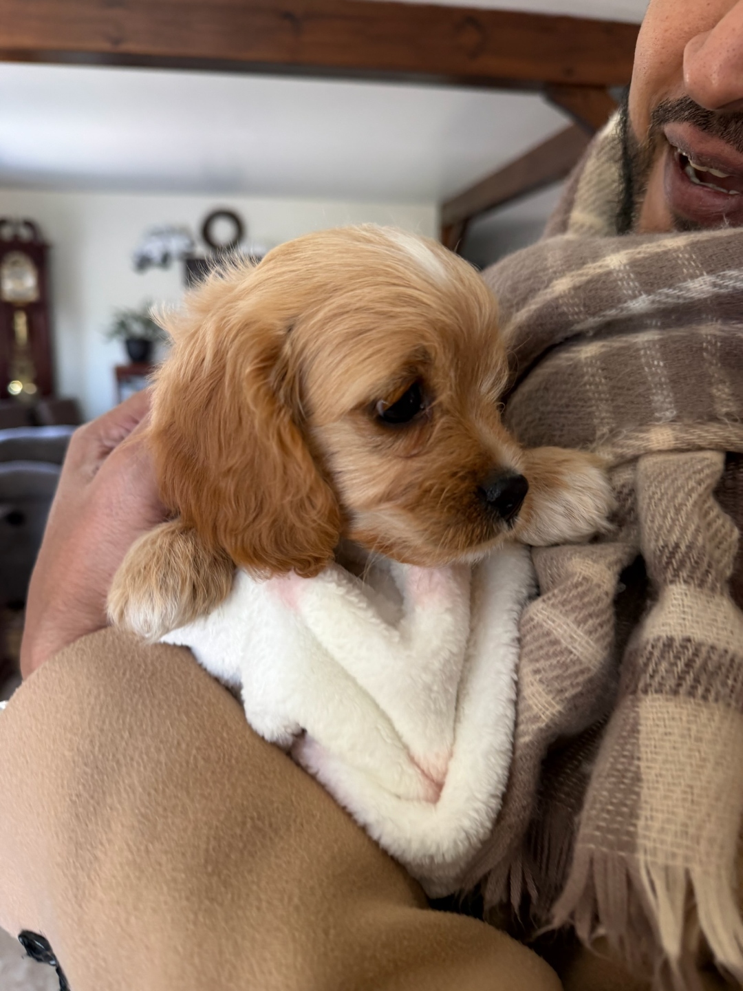 Bella being held at home