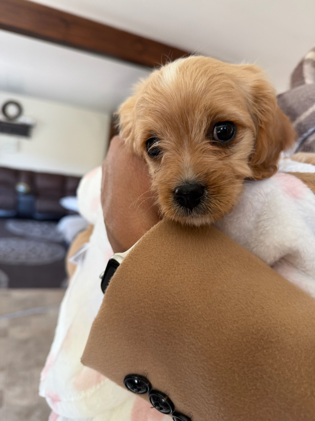 Bella being held, looking up with soulful eyes