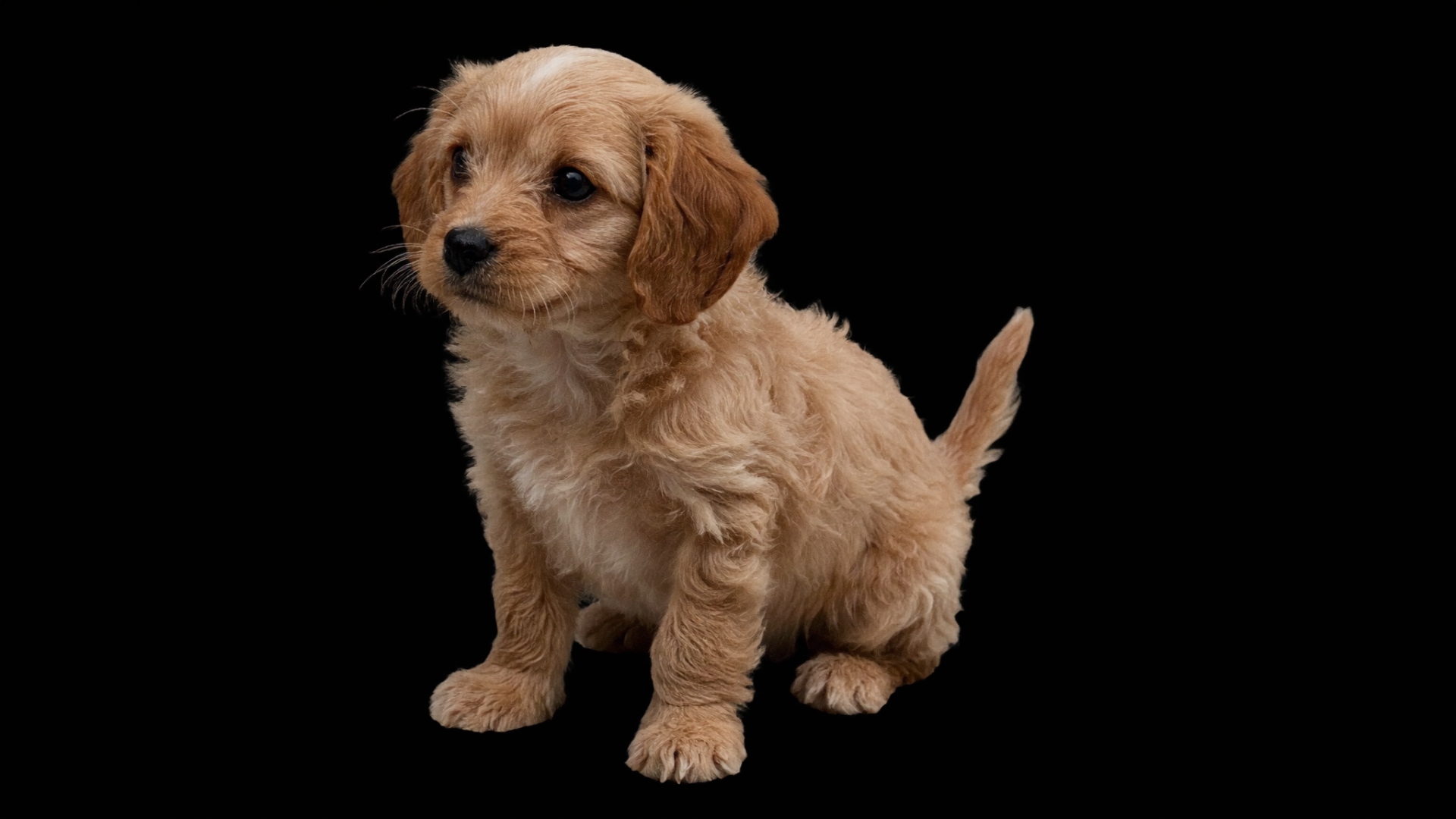 Bella sleeping peacefully on a soft blanket