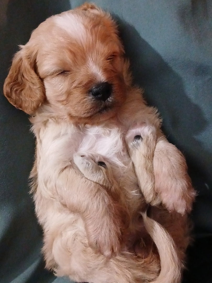 Bella sleeping peacefully, a warmth that stays